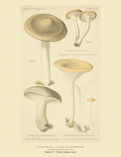 Planche XV from Léon Dufour's 1891 Atlas des Champignons — Clitocybe nebularis