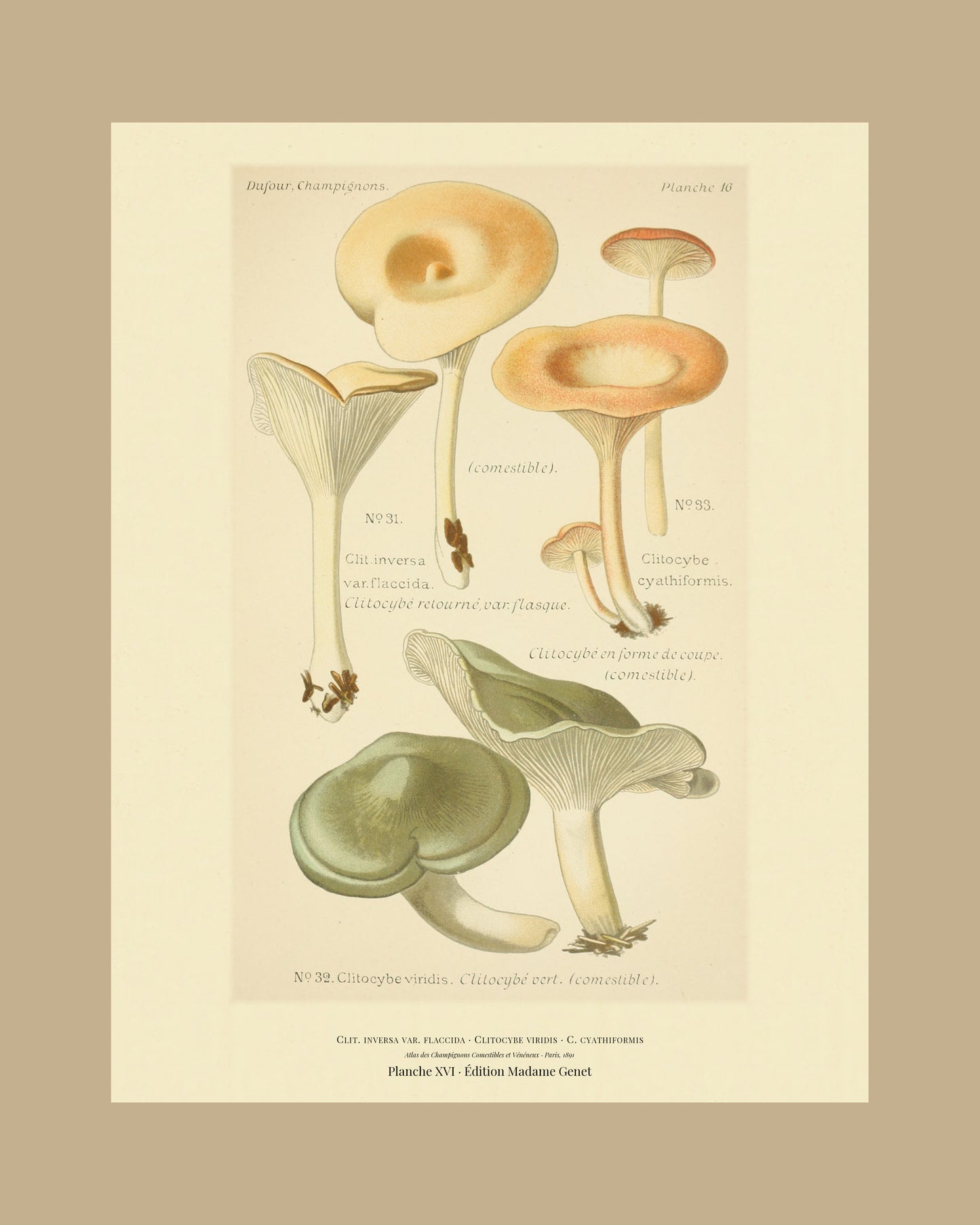 Framed view of planche XVI from Léon Dufour's 1891 Atlas des Champignons — Clit. inversa var. flaccida