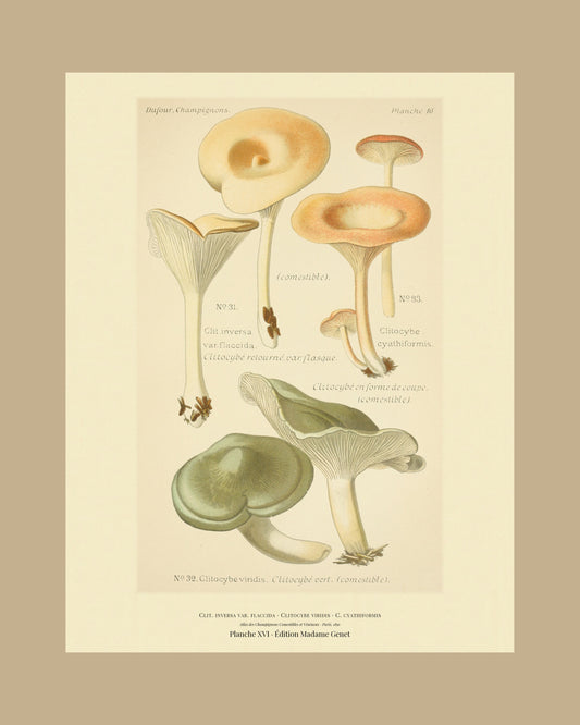 Framed view of planche XVI from Léon Dufour's 1891 Atlas des Champignons — Clit. inversa var. flaccida
