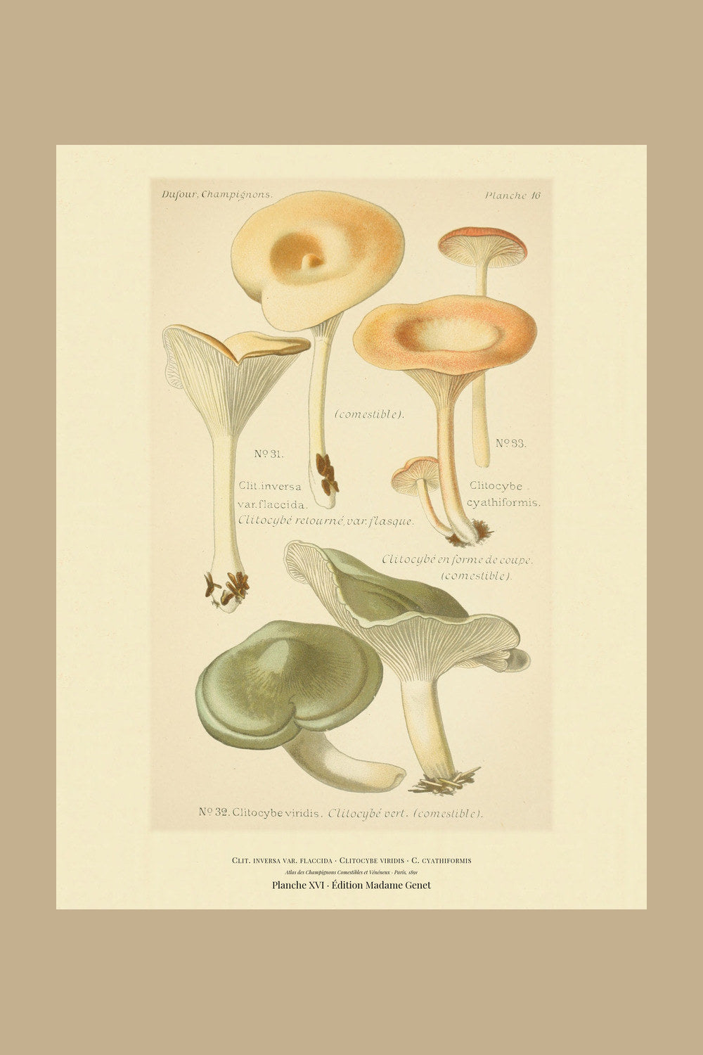 Planche XVI from Léon Dufour's 1891 Atlas des Champignons — Clit. inversa var. flaccida