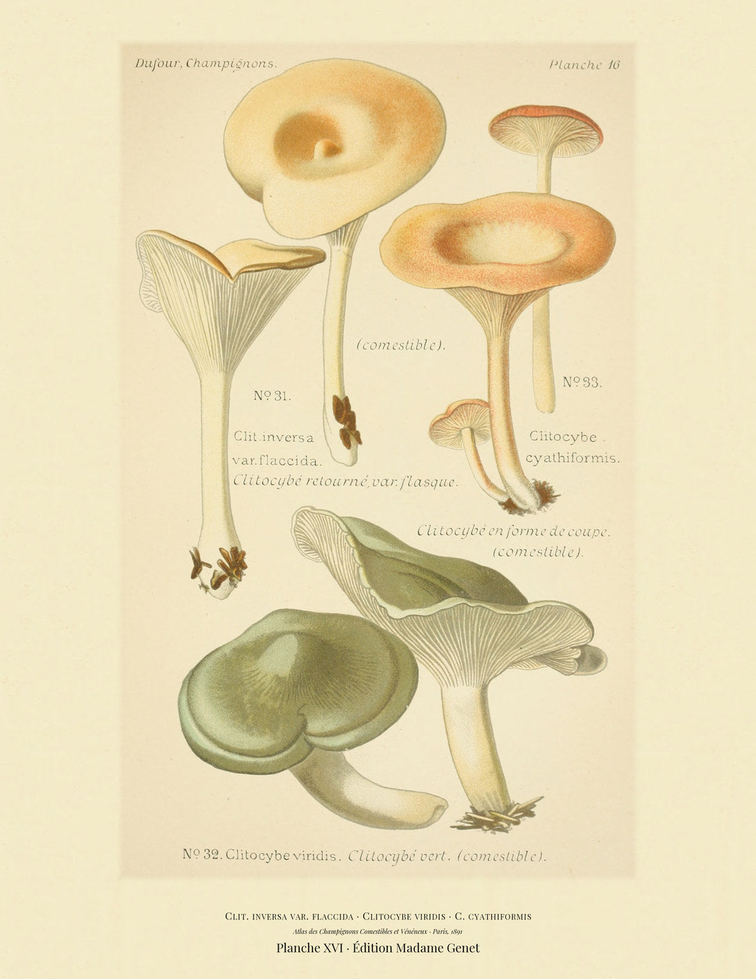 Planche XVI from Léon Dufour's 1891 Atlas des Champignons — Clit. inversa var. flaccida