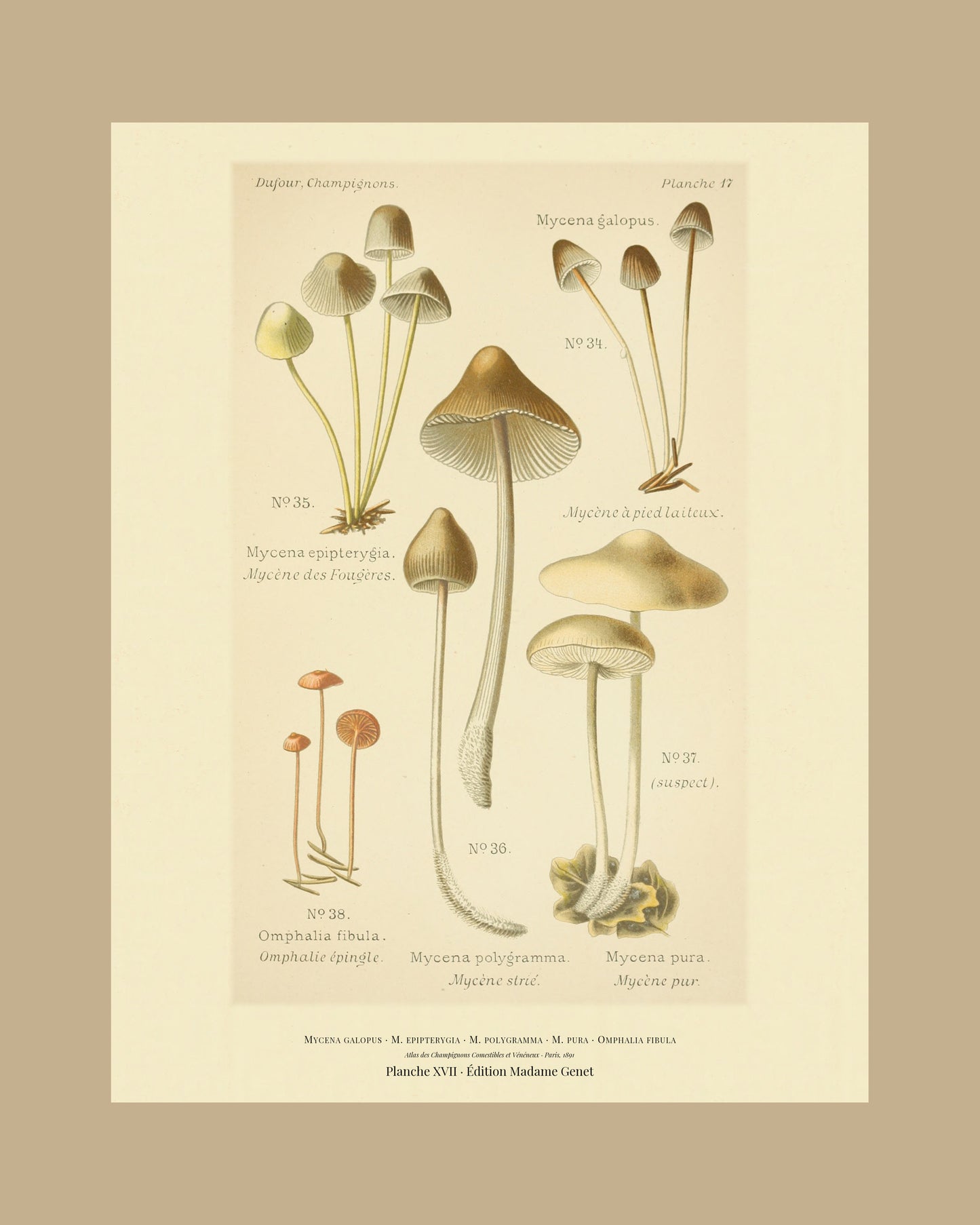 Framed view of planche XVII from Léon Dufour's 1891 Atlas des Champignons — Mycena galopus