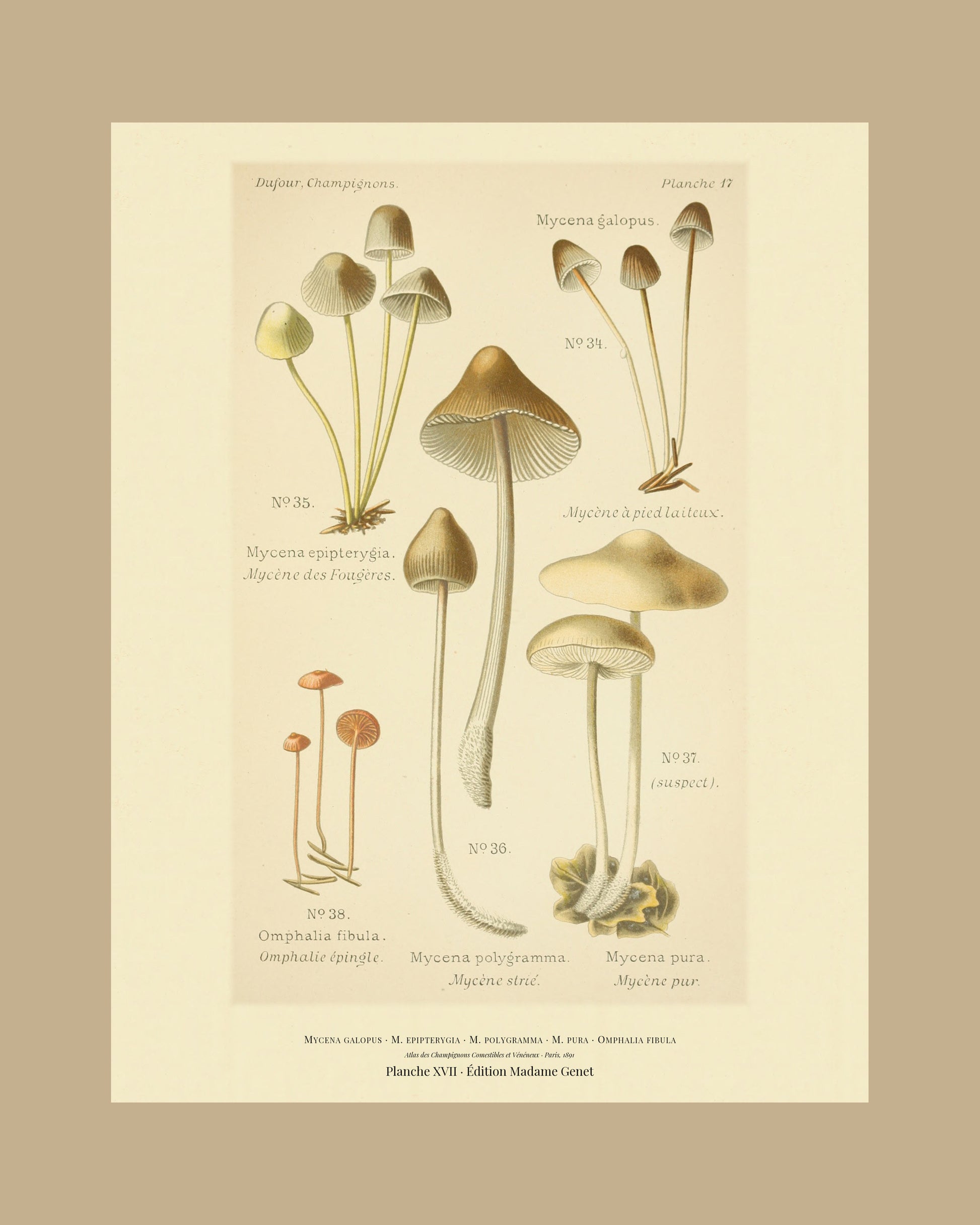 Framed view of planche XVII from Léon Dufour's 1891 Atlas des Champignons — Mycena galopus