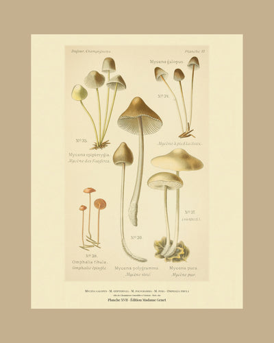 Planche XVII on a tan mount, Dufour 1891 — Mycena galopus · Mycène à pied laiteux; Mycena epipterygia; Mycena polygramma; Mycena pura; Omphalia fibula