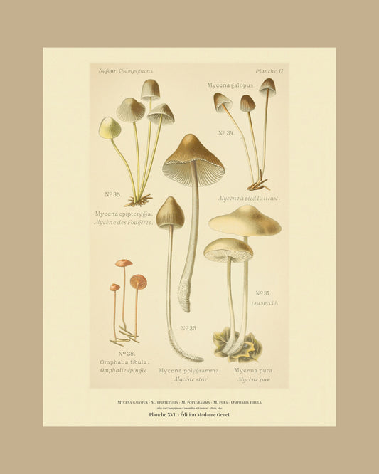 Framed view of planche XVII from Léon Dufour's 1891 Atlas des Champignons — Mycena galopus