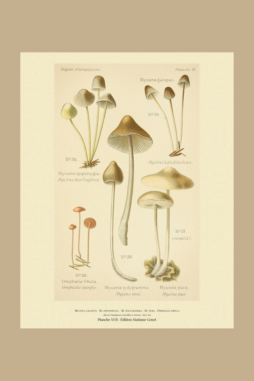 Planche XVII from Léon Dufour's 1891 Atlas des Champignons — Mycena galopus