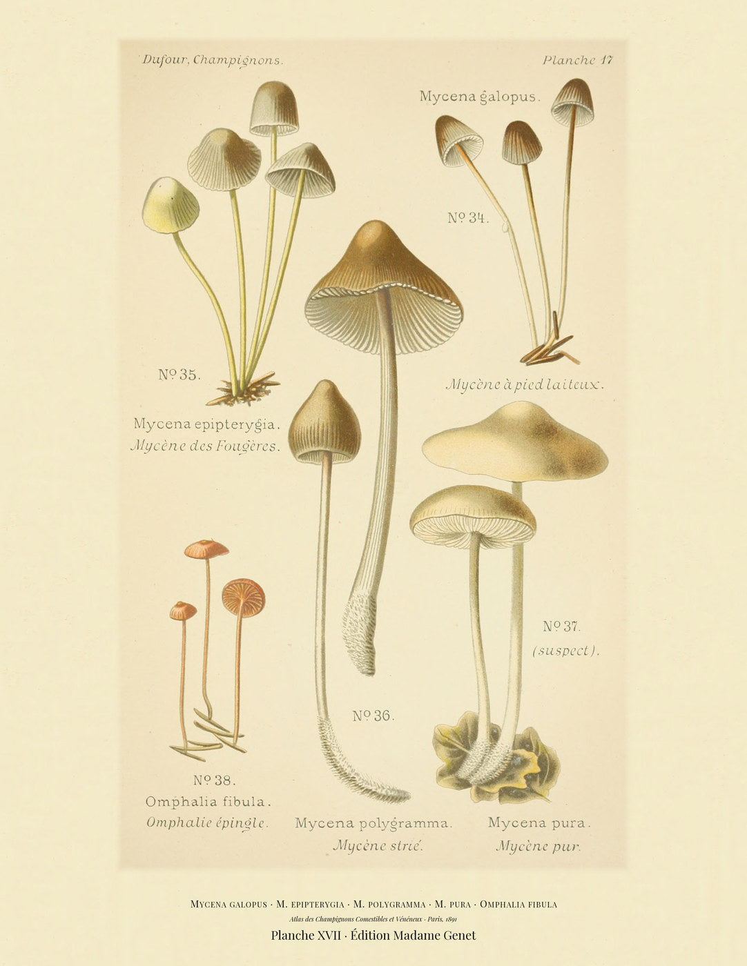 Planche XVII from Léon Dufour's 1891 Atlas des Champignons — Mycena galopus