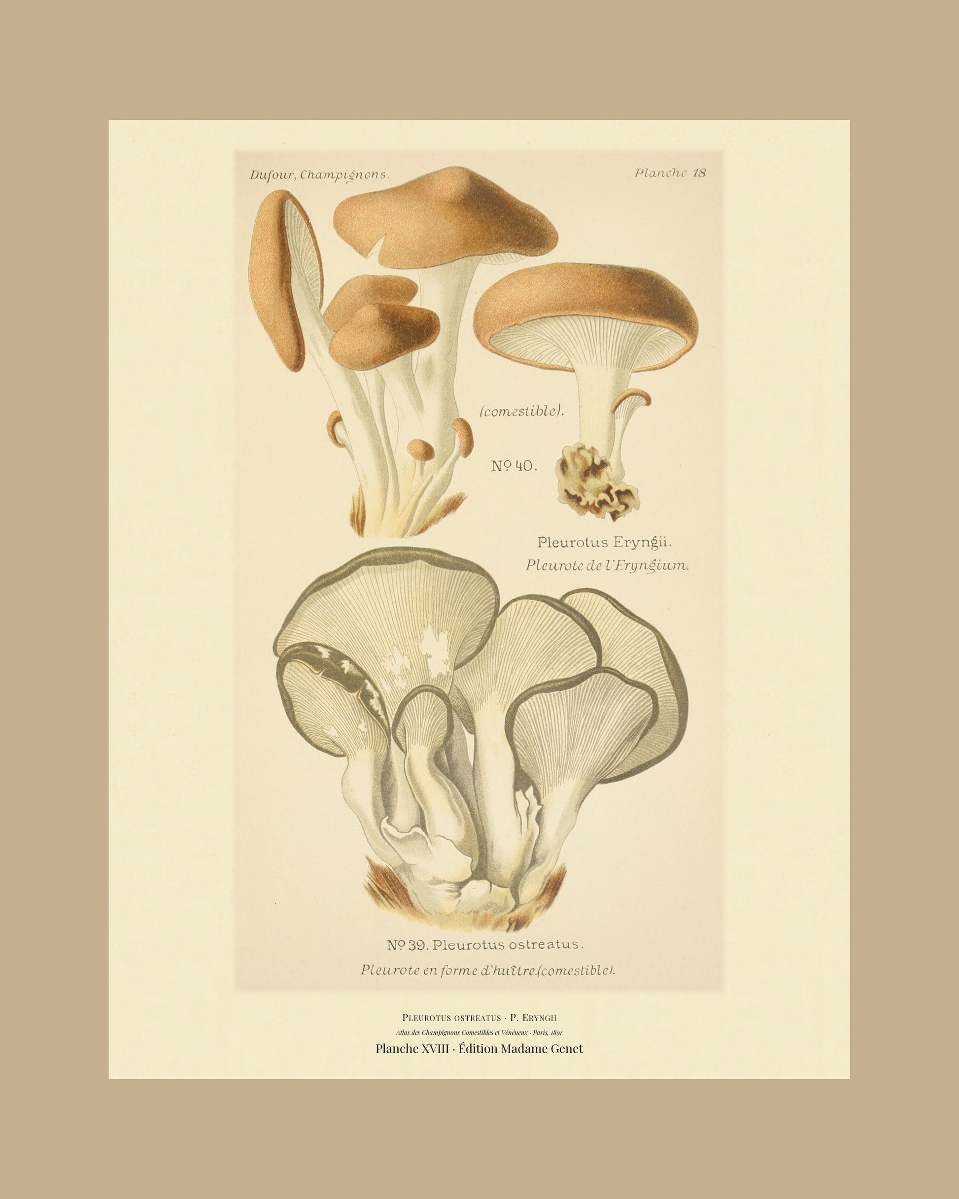 Framed view of planche XVIII from Léon Dufour's 1891 Atlas des Champignons — Pleurotus ostreatus