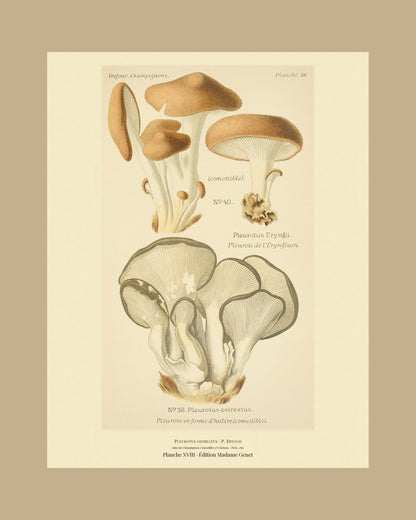 Framed view of planche XVIII from Léon Dufour's 1891 Atlas des Champignons — Pleurotus ostreatus