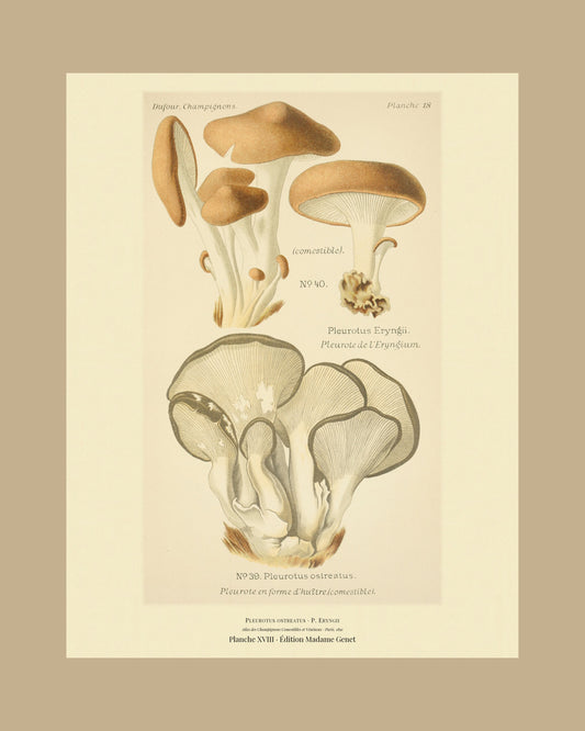 Framed view of planche XVIII from Léon Dufour's 1891 Atlas des Champignons — Pleurotus ostreatus