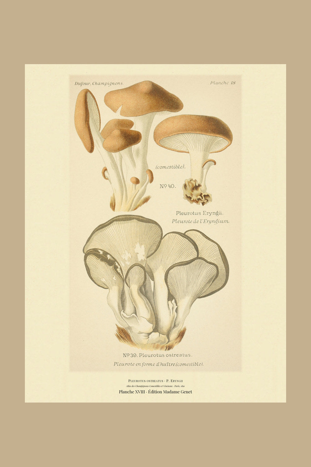 Planche XVIII from Léon Dufour's 1891 Atlas des Champignons — Pleurotus ostreatus