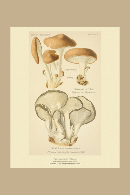 Planche XVIII from Léon Dufour's 1891 Atlas des Champignons — Pleurotus ostreatus