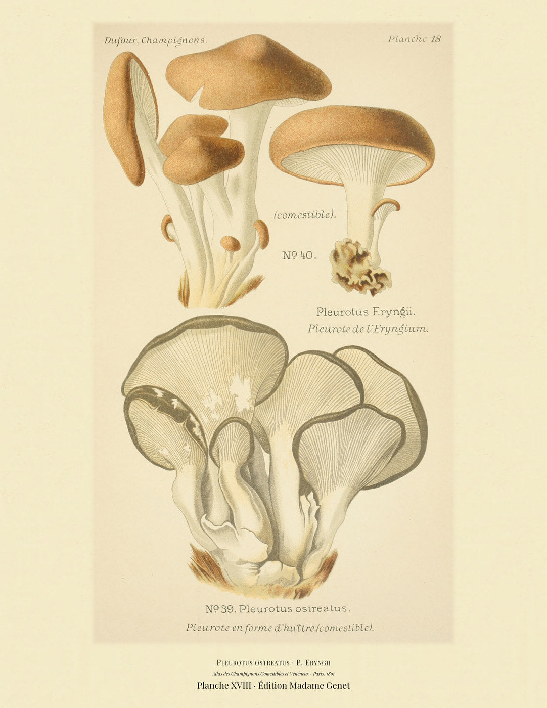 Planche XVIII from Léon Dufour's 1891 Atlas des Champignons — Pleurotus ostreatus