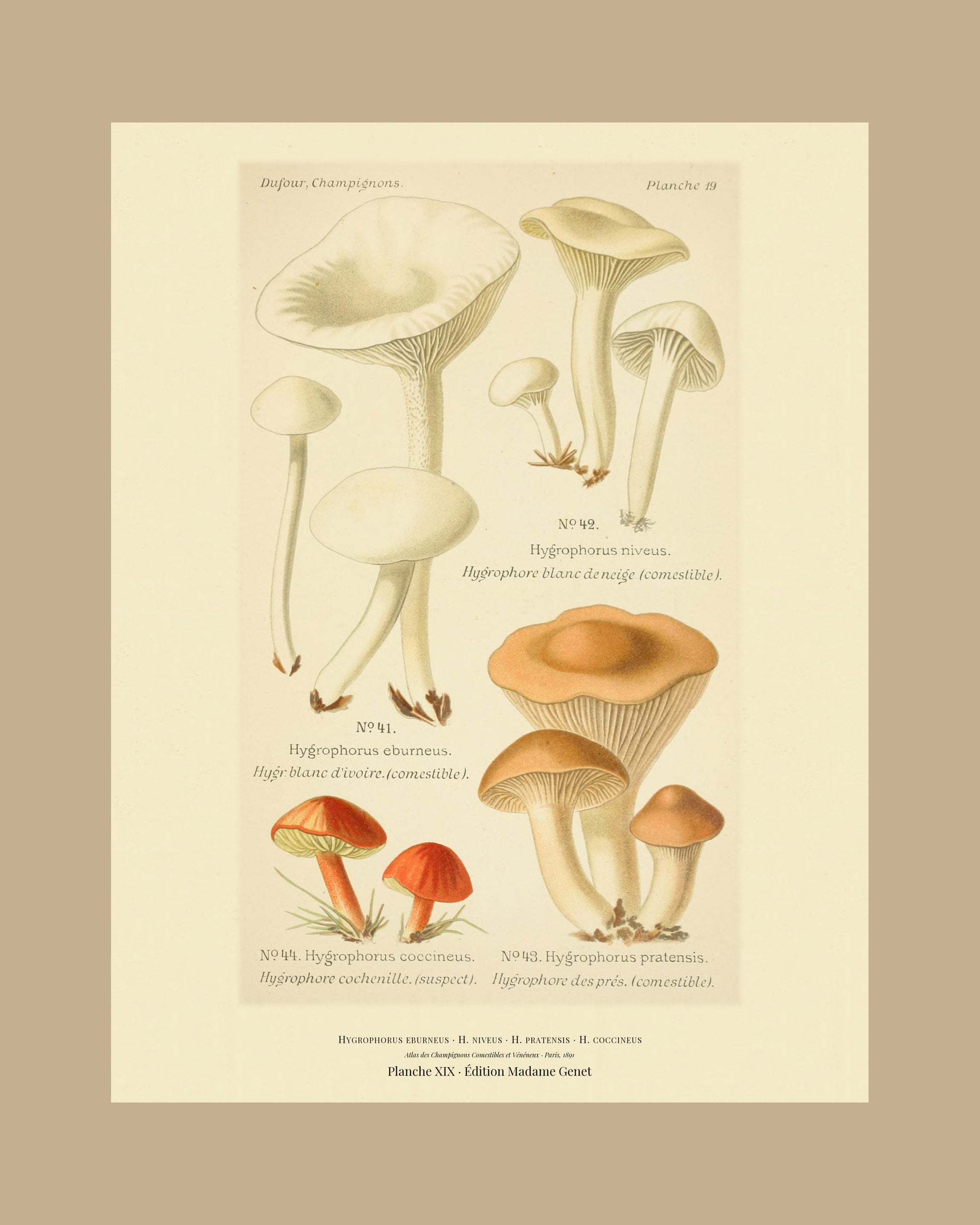 Framed view of planche XIX from Léon Dufour's 1891 Atlas des Champignons — Hygrophorus eburneus