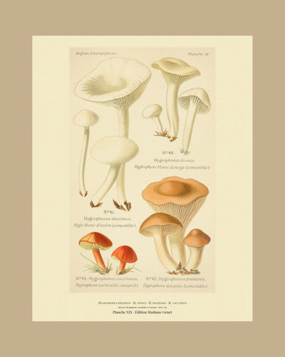 Planche XIX on a tan mount, Dufour 1891 — Hygrophorus eburneus · Hygrophore blanc d'ivoire · marked edible, 1891; Hygrophorus niveus; Meadow Waxcap · Hygrophorus pratensis; Hygrophorus coccineus
