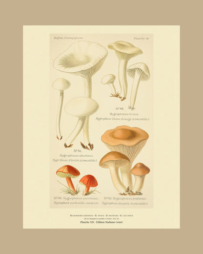 Framed view of planche XIX from Léon Dufour's 1891 Atlas des Champignons — Hygrophorus eburneus