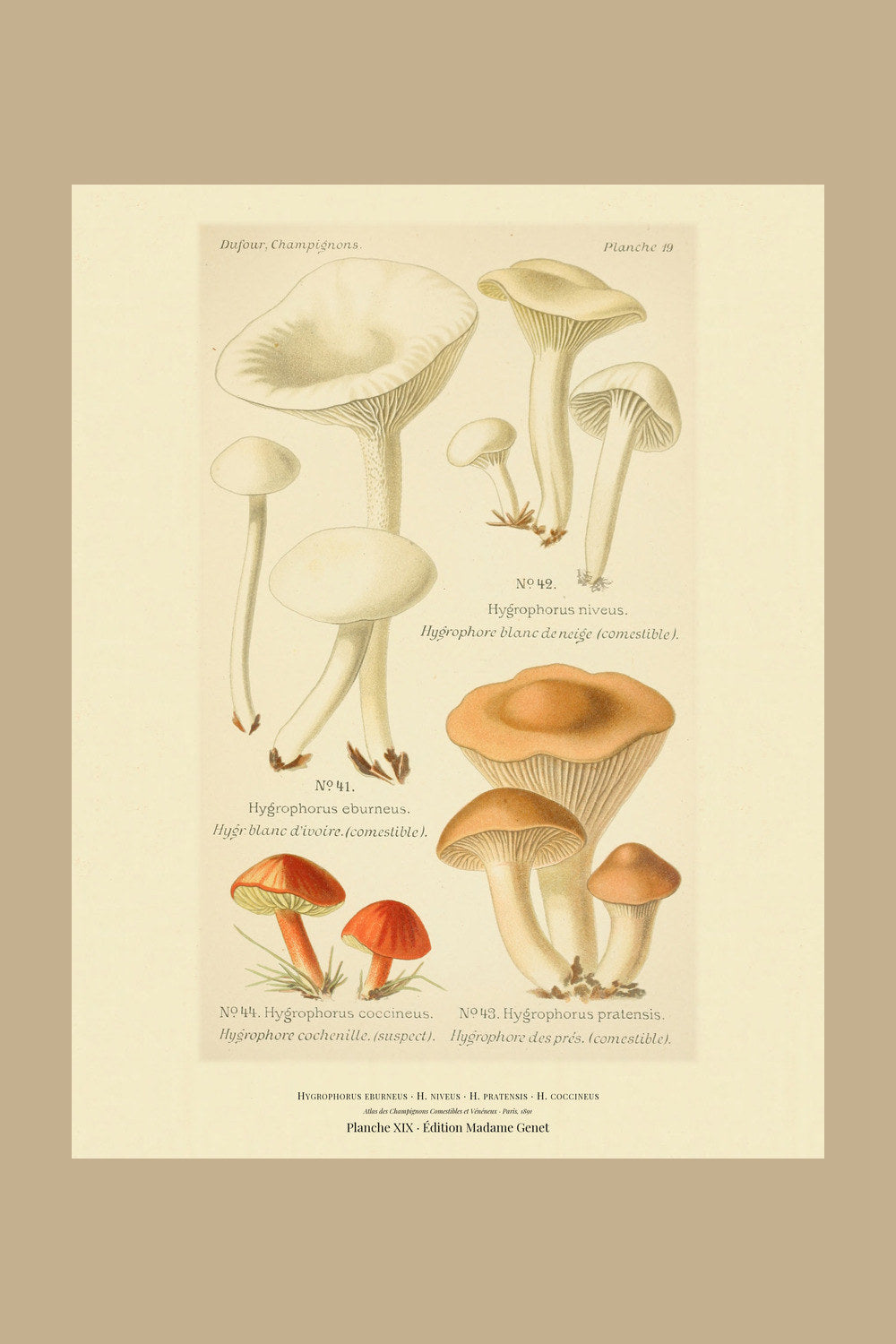 Planche XIX from Léon Dufour's 1891 Atlas des Champignons — Hygrophorus eburneus