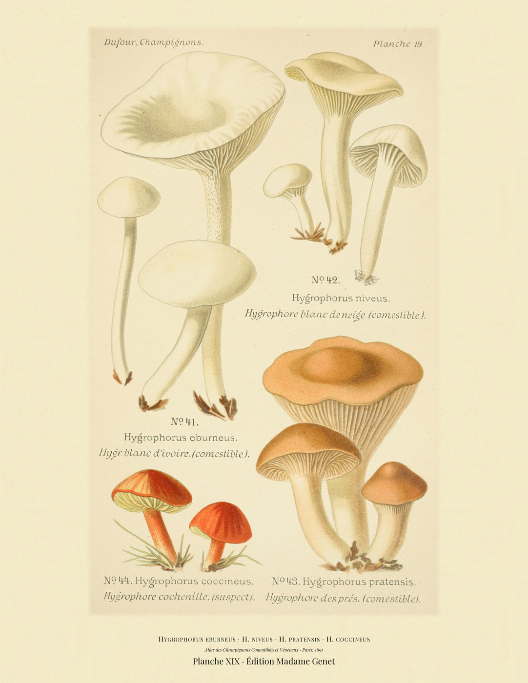 Planche XIX from Léon Dufour's 1891 Atlas des Champignons — Hygrophorus eburneus