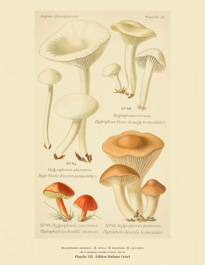 Planche XIX from Léon Dufour's 1891 Atlas des Champignons — Hygrophorus eburneus