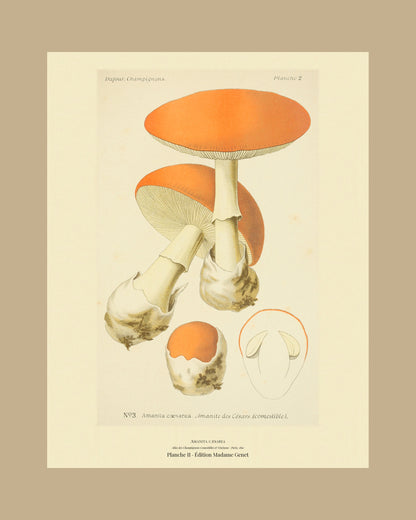 Framed view of planche II from Léon Dufour's 1891 Atlas des Champignons — Amanita cæsarea