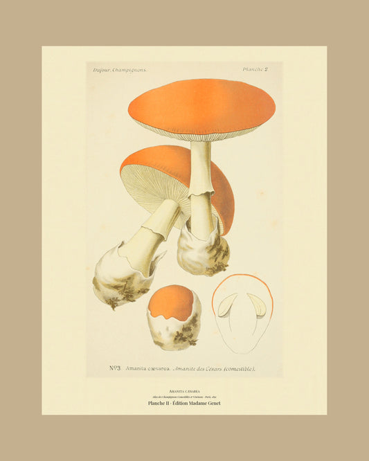 Framed view of planche II from Léon Dufour's 1891 Atlas des Champignons — Amanita cæsarea