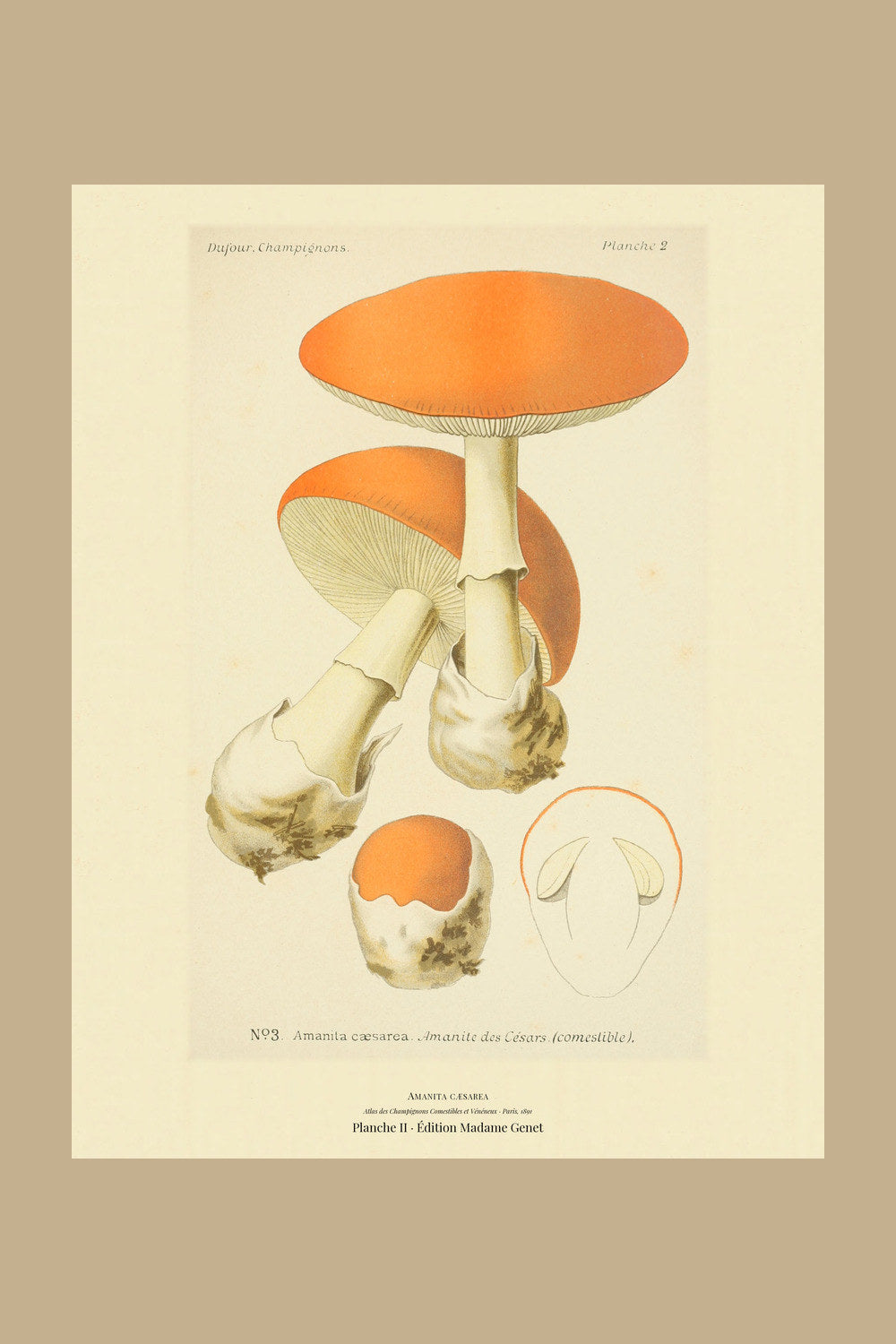 Planche II from Léon Dufour's 1891 Atlas des Champignons — Amanita cæsarea