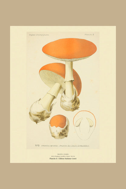 Planche II from Léon Dufour's 1891 Atlas des Champignons — Amanita cæsarea