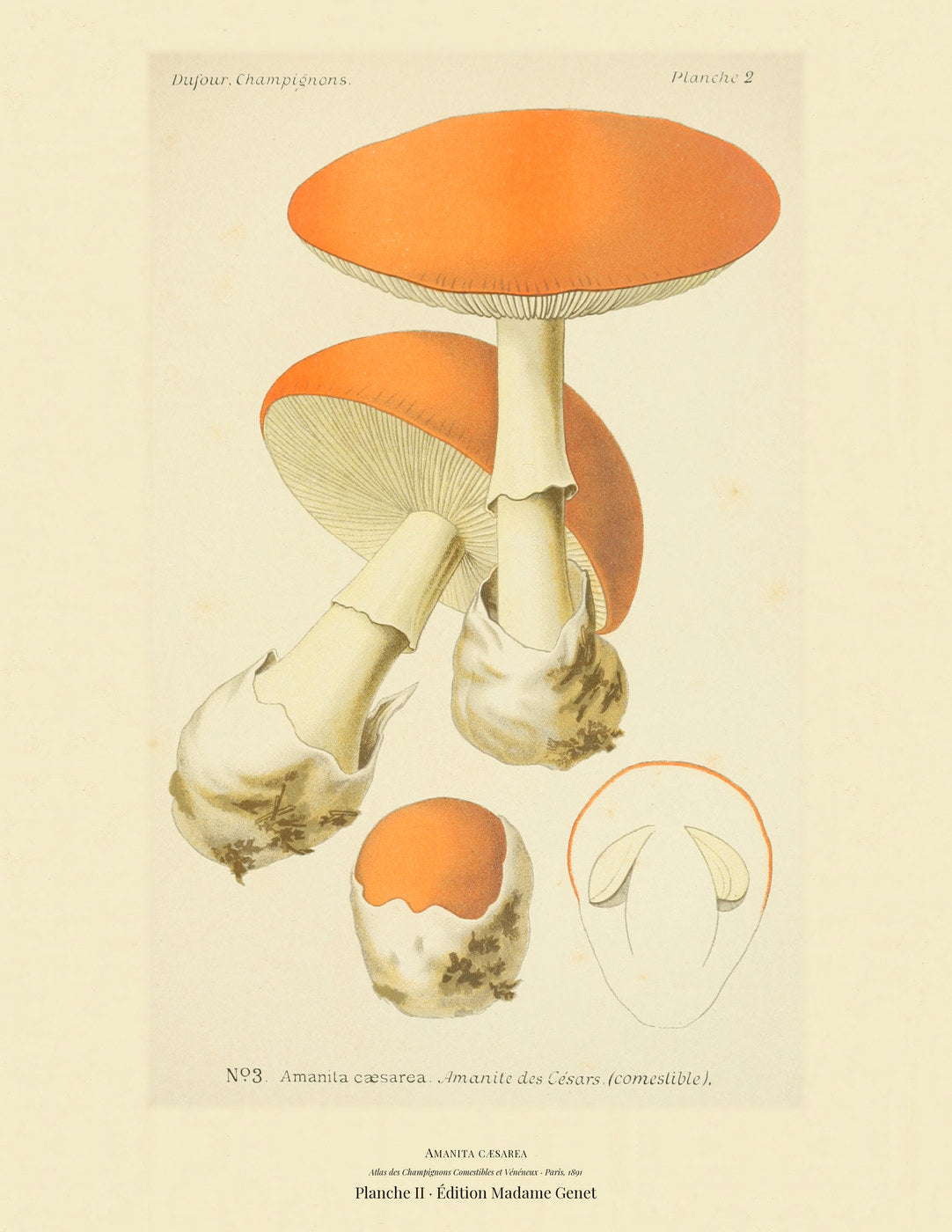 Planche II from Léon Dufour's 1891 Atlas des Champignons — Amanita cæsarea