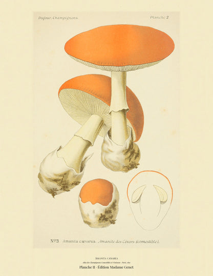 Planche II from Léon Dufour's 1891 Atlas des Champignons — Amanita cæsarea