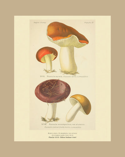 Planche XXVII on a tan mount, Dufour 1891 — Russula aurata · Russule dorée · marked edible, 1891; Shrimp Russula · Russula xerampelina, var. alutacea