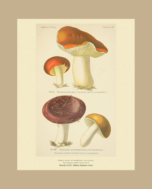 Framed view of planche XXVII from Léon Dufour's 1891 Atlas des Champignons — Russula aurata