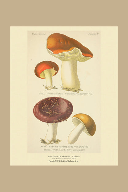 Planche XXVII from Léon Dufour's 1891 Atlas des Champignons — Russula aurata