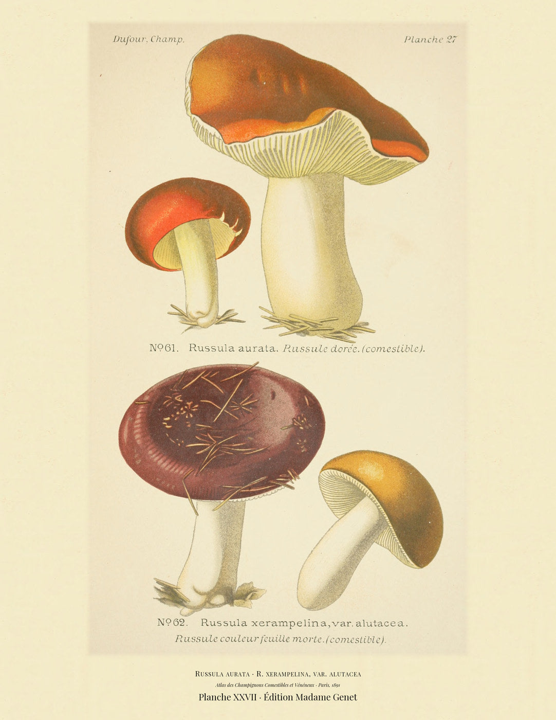 Planche XXVII from Léon Dufour's 1891 Atlas des Champignons — Russula aurata