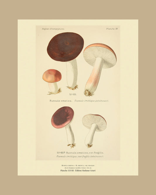 Framed view of planche XXVIII from Léon Dufour's 1891 Atlas des Champignons — Russula emetica