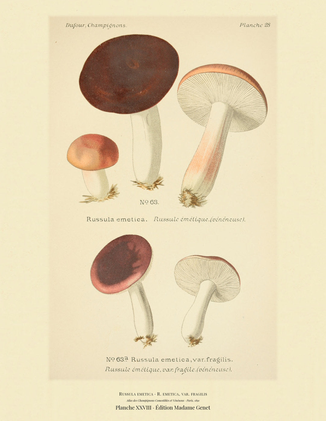 Planche XXVIII from Léon Dufour's 1891 Atlas des Champignons — Russula emetica
