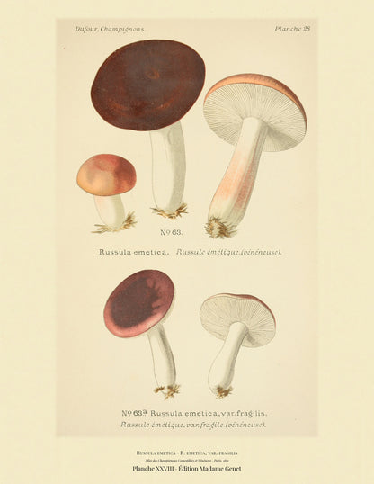 Planche XXVIII from Léon Dufour's 1891 Atlas des Champignons — Russula emetica