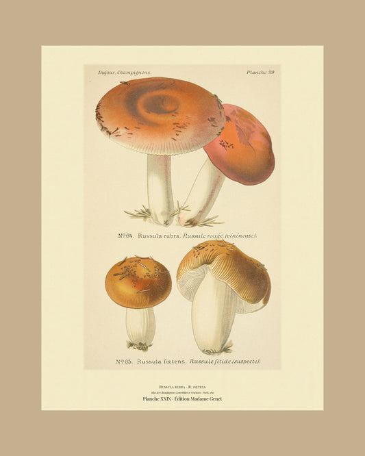 Framed view of planche XXIX from Léon Dufour's 1891 Atlas des Champignons — Russula rubra
