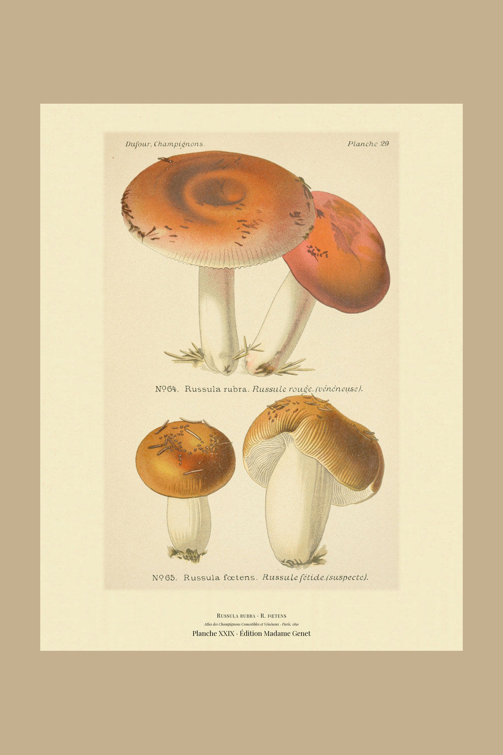 Planche XXIX from Léon Dufour's 1891 Atlas des Champignons — Russula rubra