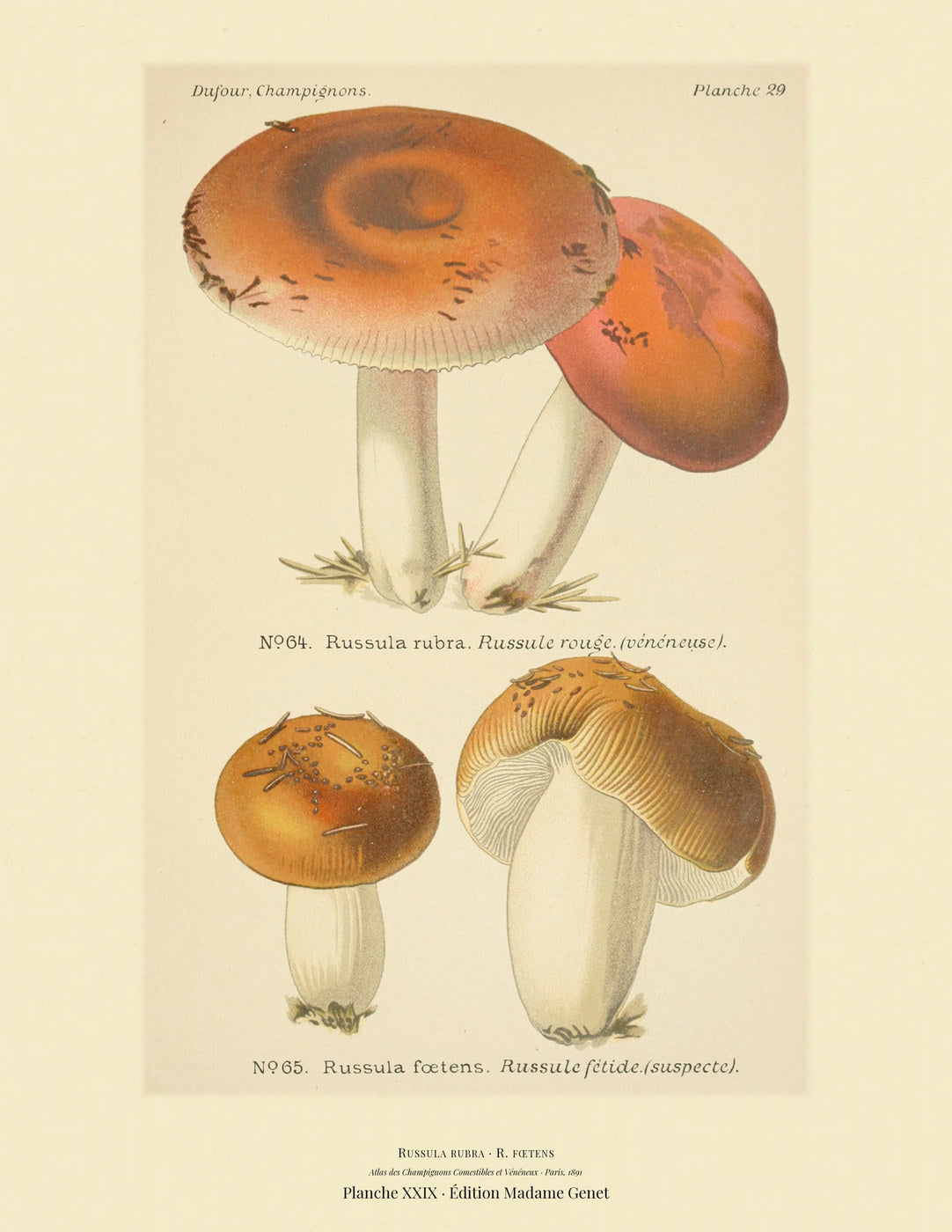 Planche XXIX from Léon Dufour's 1891 Atlas des Champignons — Russula rubra