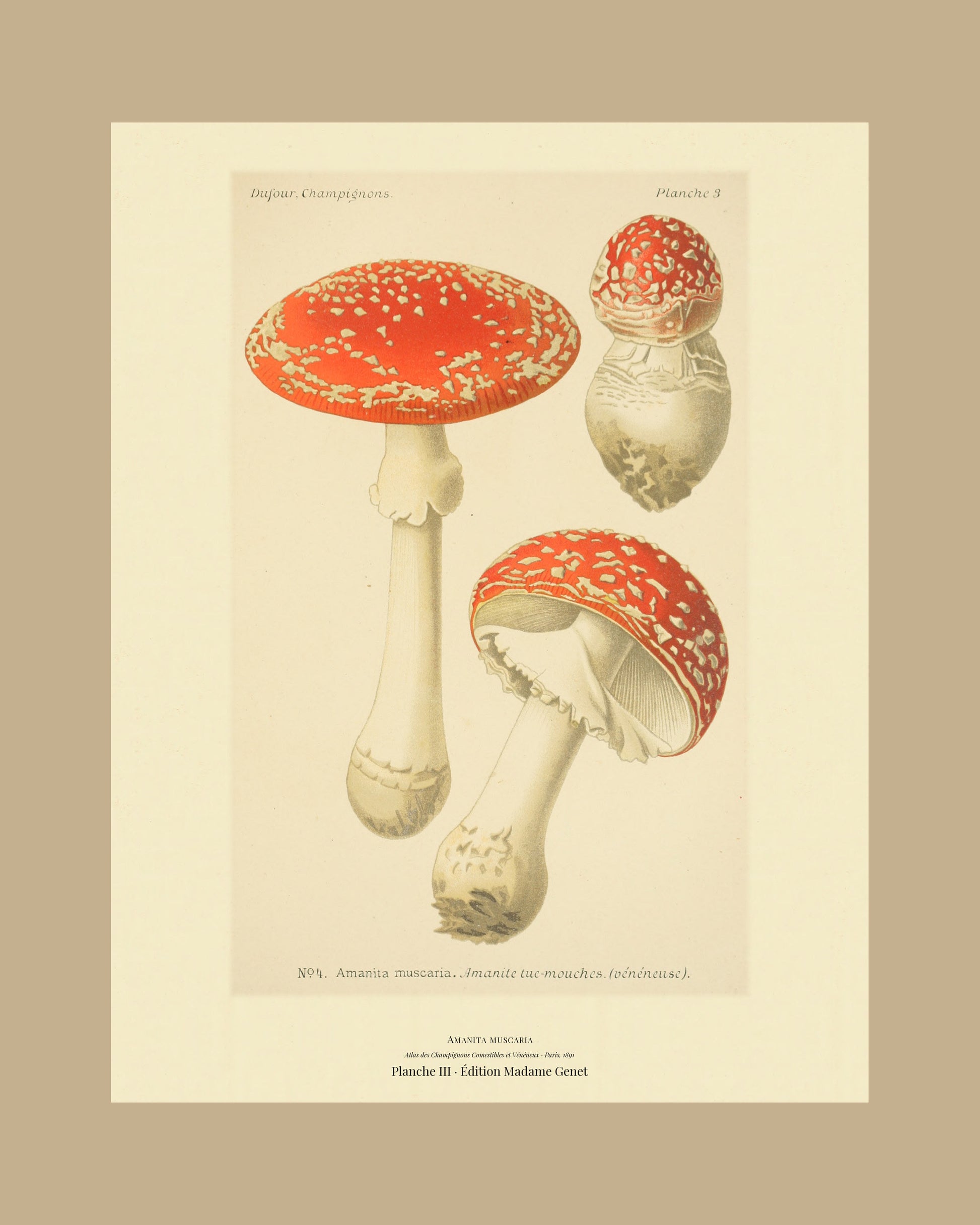 Framed view of planche III from Léon Dufour's 1891 Atlas des Champignons — Amanita muscaria