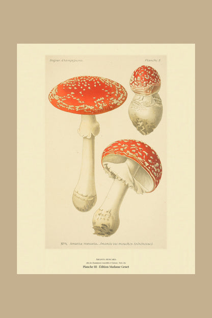 Planche III from Léon Dufour's 1891 Atlas des Champignons — Amanita muscaria