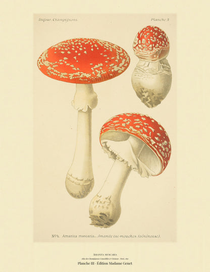Planche III from Léon Dufour's 1891 Atlas des Champignons — Amanita muscaria
