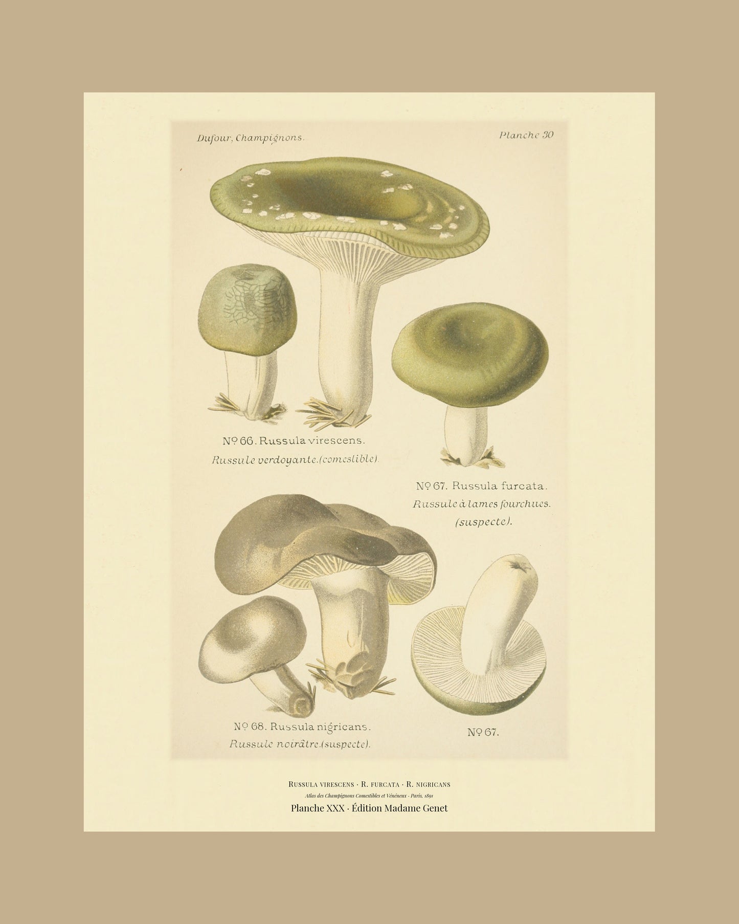 Framed view of planche XXX from Léon Dufour's 1891 Atlas des Champignons — Russula virescens