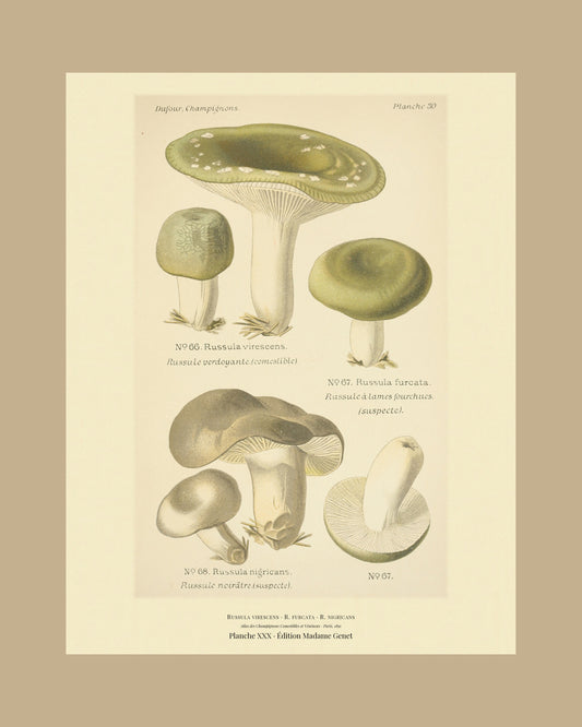 Framed view of planche XXX from Léon Dufour's 1891 Atlas des Champignons — Russula virescens