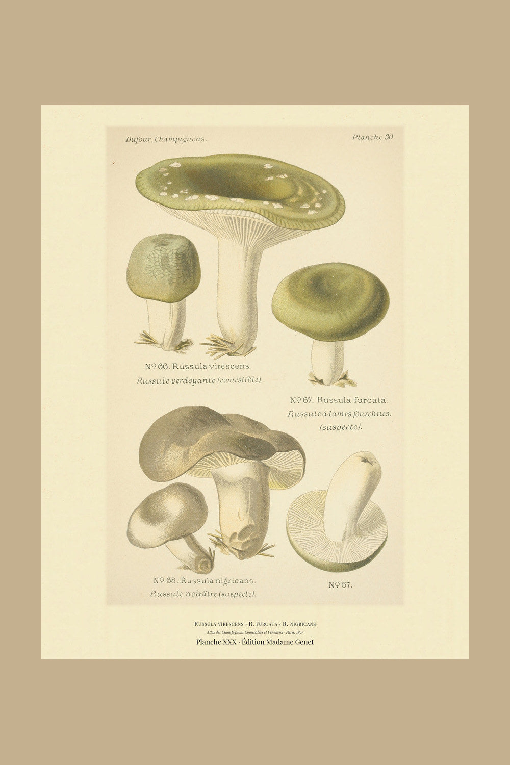 Planche XXX from Léon Dufour's 1891 Atlas des Champignons — Russula virescens