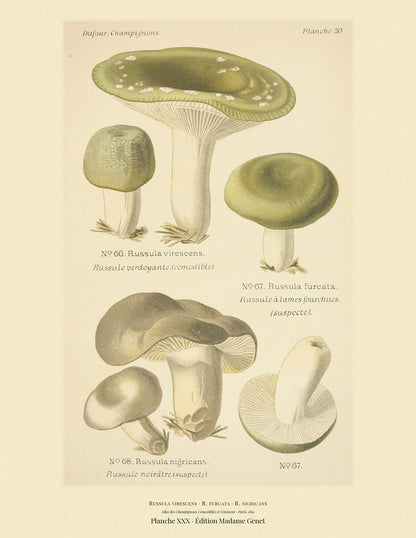 Planche XXX from Léon Dufour's 1891 Atlas des Champignons — Russula virescens