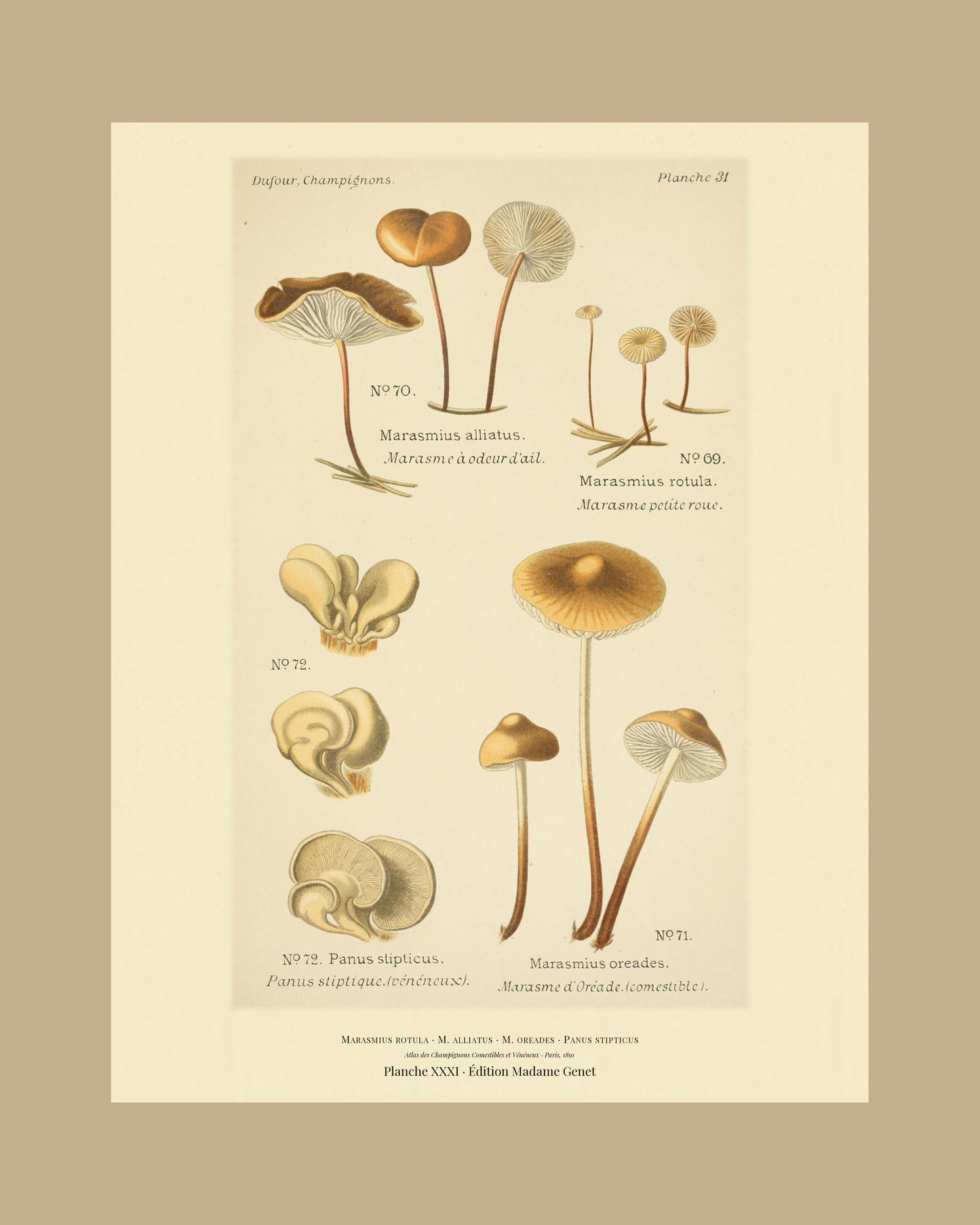 Framed view of planche XXXI from Léon Dufour's 1891 Atlas des Champignons — Marasmius rotula