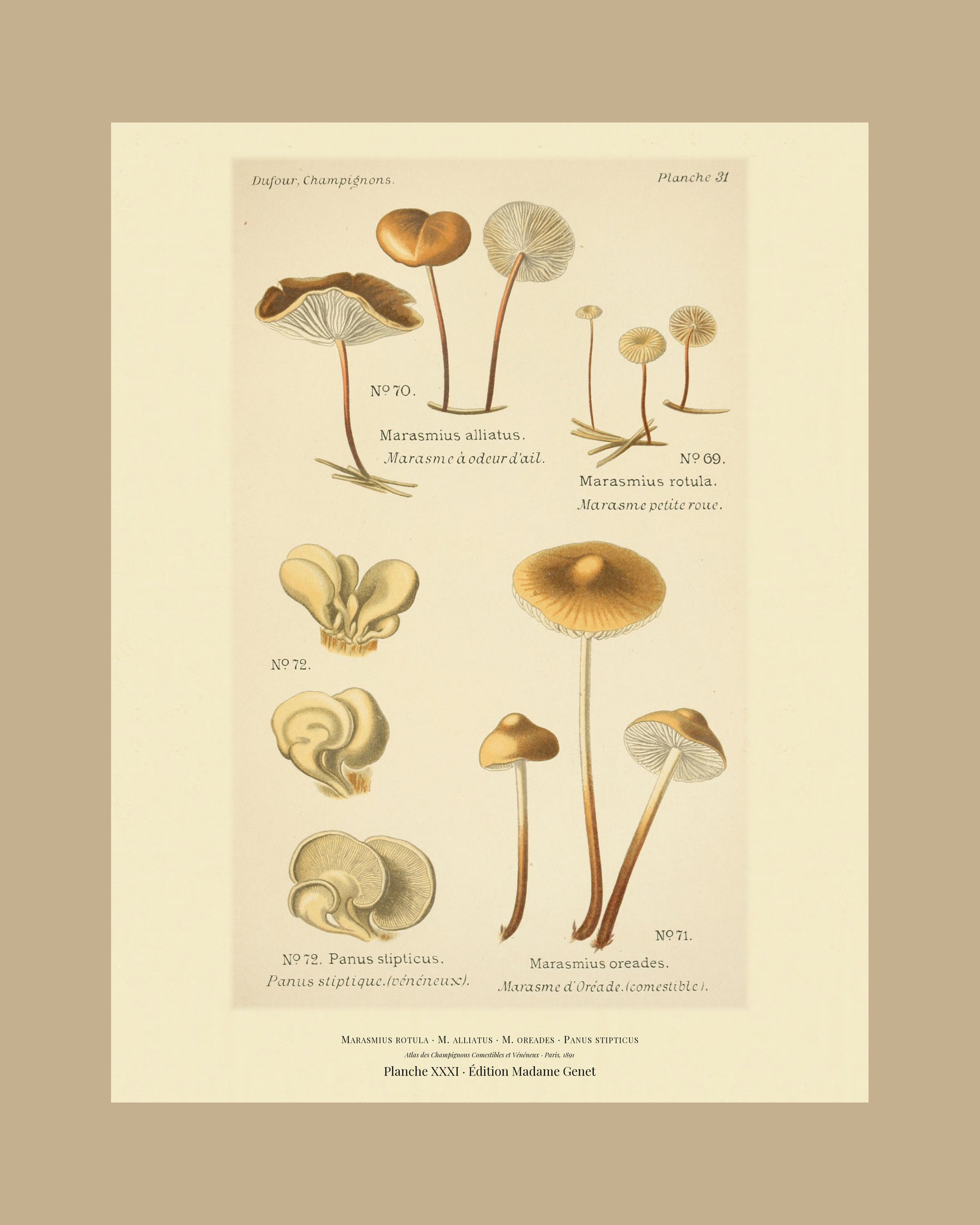 Framed view of planche XXXI from Léon Dufour's 1891 Atlas des Champignons — Marasmius rotula
