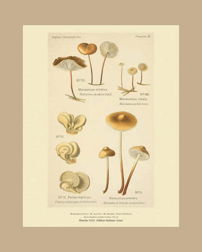 Framed view of planche XXXI from Léon Dufour's 1891 Atlas des Champignons — Marasmius rotula