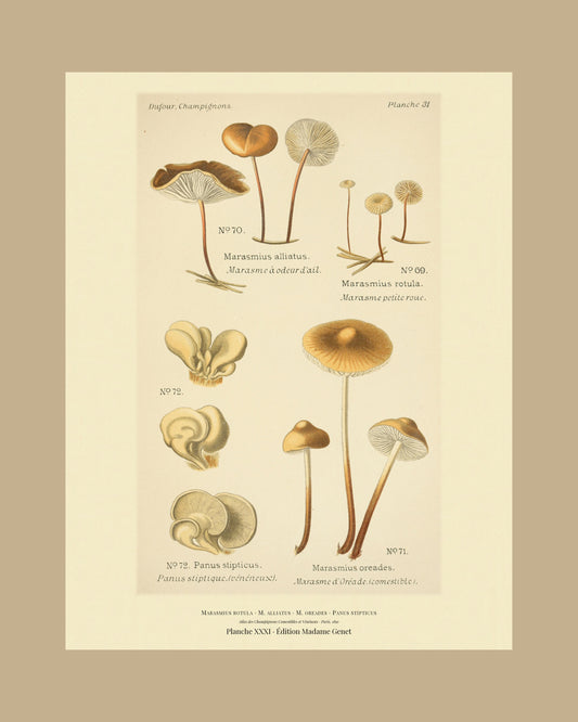 Framed view of planche XXXI from Léon Dufour's 1891 Atlas des Champignons — Marasmius rotula